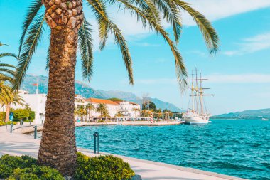 zemin üzerine mavi gökyüzü ile palmiye ağacı. Yaz saati