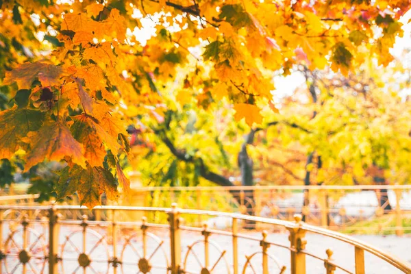 Όμορφα Φύλλα Πέφτουν Φθινόπωρο Έρχεται Πάρκο Πόλης — Φωτογραφία Αρχείου