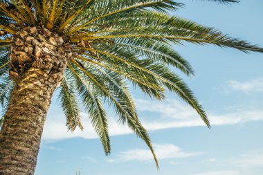zemin üzerine mavi gökyüzü ile palmiye ağacı. Yaz saati