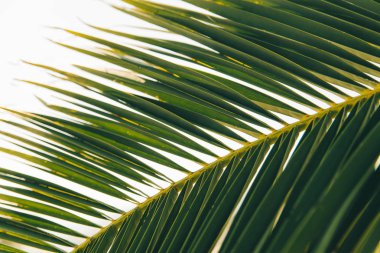 Yaz saati kavramı. palmiye yaprakları kadar yakın