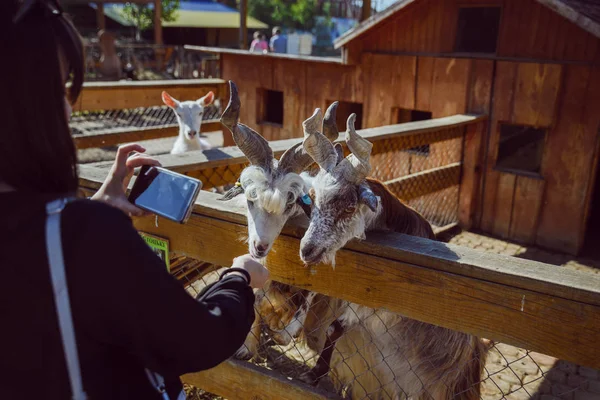 Jeune Femme Nourrissant Des Animaux Prenant Des Photos Chèvre Près — Photo