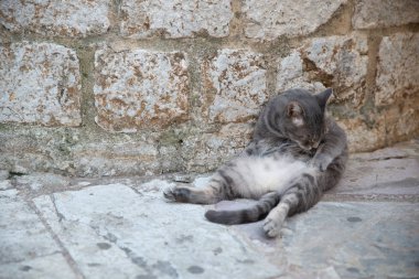 kotor sokakları Karadağ, gri kedi.