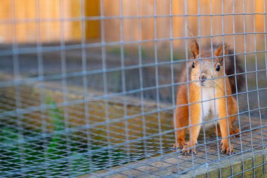 Hayvanat Bahçesi şirin kızıl sincap. hayat gözaltında
