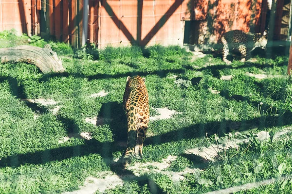 Leopar Hayvanat Bahçesi Hayat Gözaltında — Stok fotoğraf