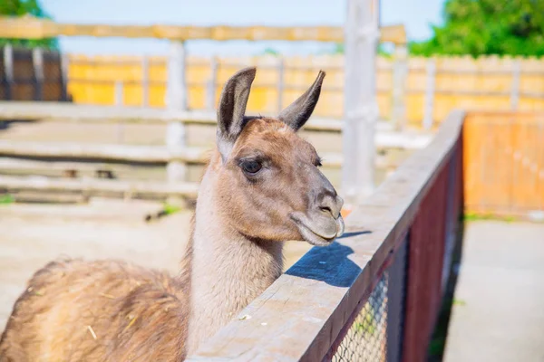 Lama Zoológico Cerca Día Soleado — Foto de Stock