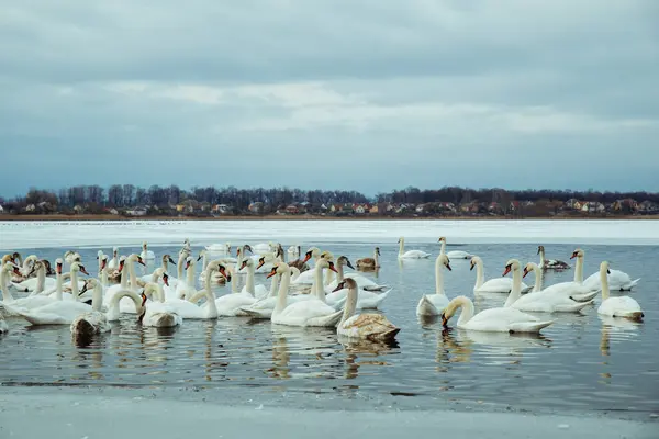 stock image lot of swans on the lake in winter day