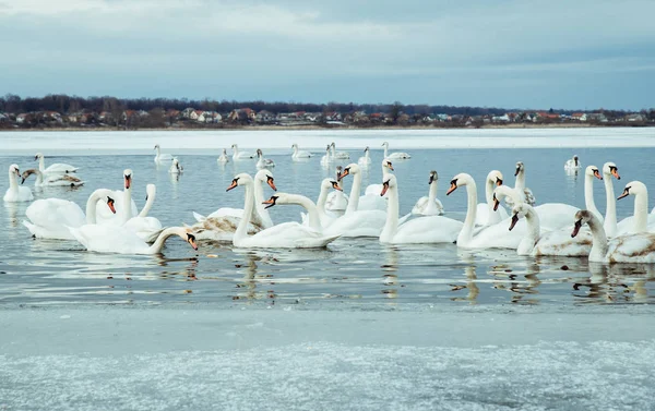 Kuğular gölde kış günü üzerinde çok