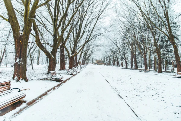 Behavazott Városi Park Téli Időszakban Karácsonyi Szezon Koncepció — Stock Fotó