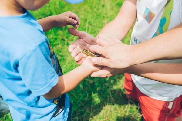 Homme Montrant Lézard Enfant Mets Sur Main — Photo