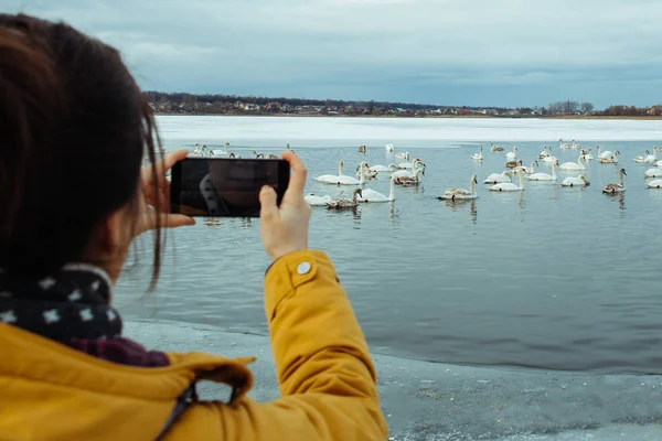 Женщина Кормит Лебедей Замерзшем Зимнем Озере — стоковое фото