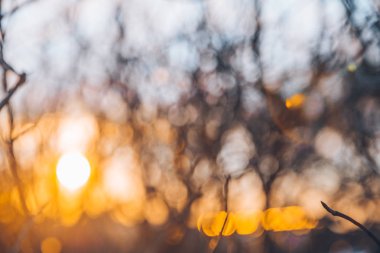 yumuşak odak güneş ışığı şubeleri aracılığıyla bırakır. günbatımı