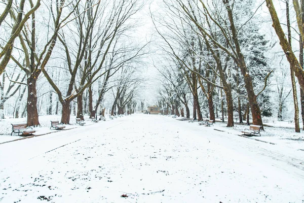 Behavazott Városi Park Téli Időszakban Karácsonyi Szezon Koncepció — Stock Fotó