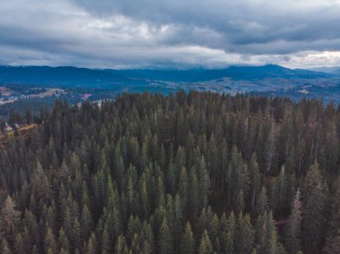 köknar ağacı ağaç orman Karpat Dağları'nda hava görünümünü. bulutlu hava