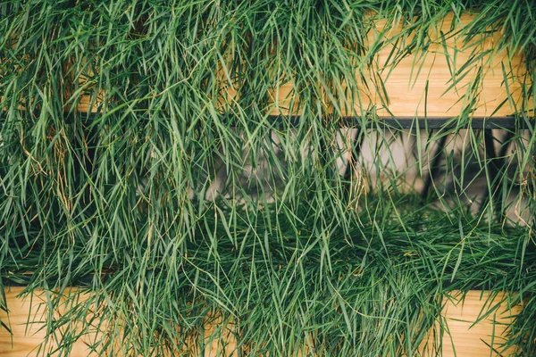 Зелені Рослини Дерев Яних Підставках Зовні Прикраса Кафе — стокове фото