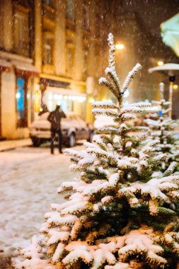 köknar ağacı tarafından kar kaplı yakın City geceleri sokak. Noel zamanı