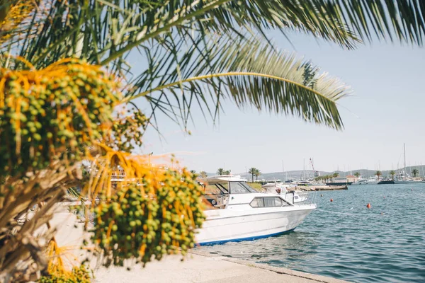 Yacht Tivat Bay Palme Foglie Sulla Parte Anteriore Ora Legale — Foto Stock