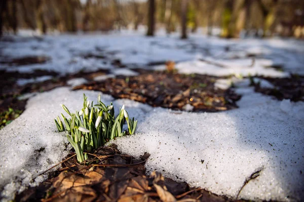 Chute Neige Près Dans Neige Printemps Arrive Espace Copie — Photo