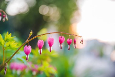 çiçek açan şube yakın kadar pembe çiçeklerle. bahar geliyor