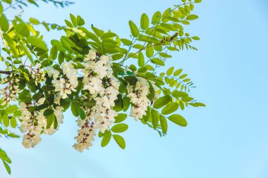 çiçek açan akasya dalı. bahar geliyor