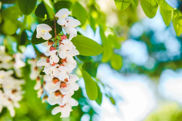 Rama Acacia Floreciente Acerca Primavera — Foto de Stock