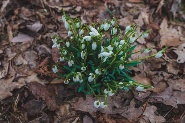 Sneeuwklokjes Close Stadspark Lente Komt — Stockfoto