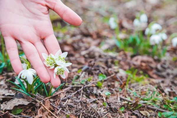 kardelen kadın elinde kapatın. bahar geliyor