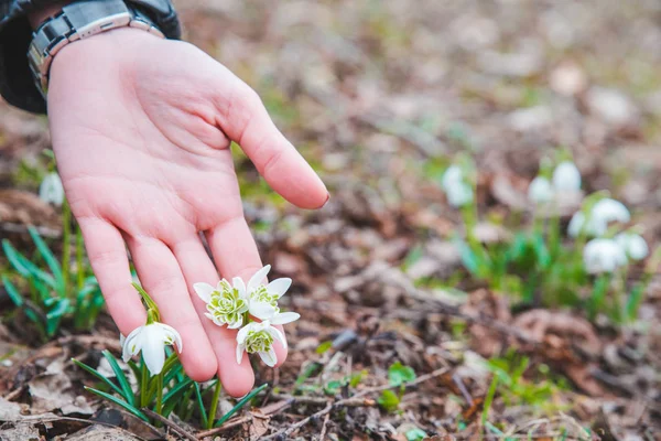 kardelen kadın elinde kapatın. bahar geliyor