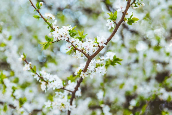 Kvetoucí Jabloň Bílé Květy Zblízka Jaro Blíží — Stock fotografie