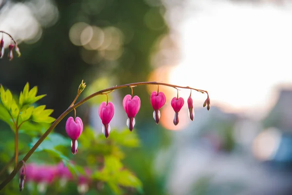 Blommande Gren Nära Upp Med Rosa Blommor Våren Väg — Stockfoto