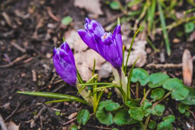 çiçeklenme mor kardelen kapatın. bahar geliyor