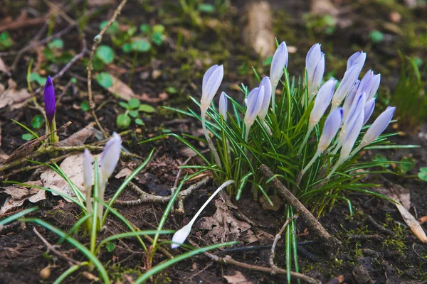 Blommande Lila Snödroppar Närbild Våren Väg — Stockfoto