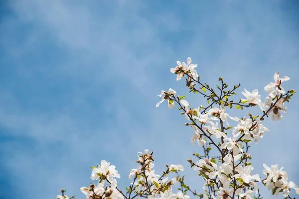 Rama Del Manzano Floreciente Cerca Cielo Sobre Fondo Acerca Primavera — Foto de Stock