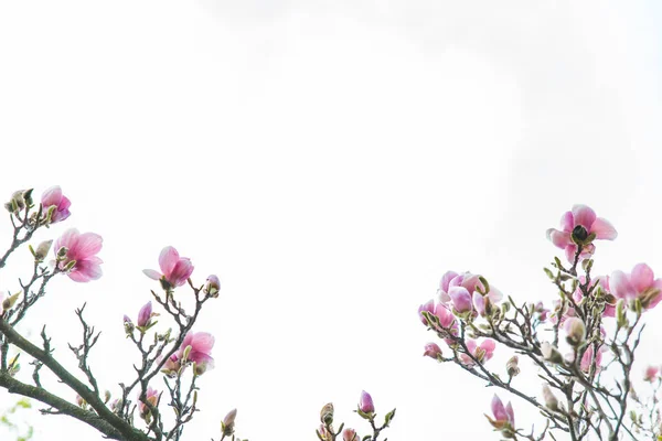 Pobočka Kvetoucí Jabloň Zblízka Nebe Pozadí Jaro Blíží — Stock fotografie