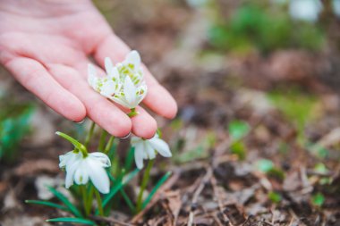 kardelen kadın elinde kapatın. bahar geliyor