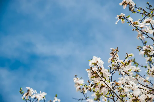 Zweige Blühender Apfelbäume Aus Nächster Nähe Himmel Hintergrund Der Frühling — Stockfoto