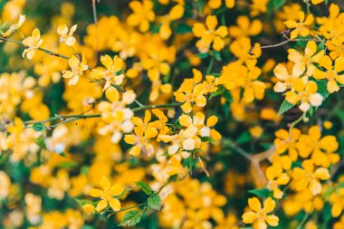 sarı çiçek çiçek açan kadar kapatın. bahar geliyor