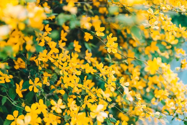 Gula Blommor Närbild Blommande Våren Väg — Stockfoto
