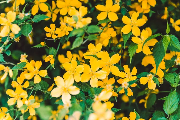 Gula Blommor Närbild Blommande Våren Väg — Stockfoto