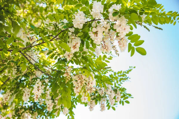 Rama Acacia Floreciente Acerca Primavera — Foto de Stock