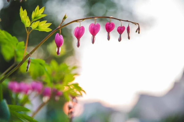 Blommande Gren Nära Upp Med Rosa Blommor Våren Väg — Stockfoto