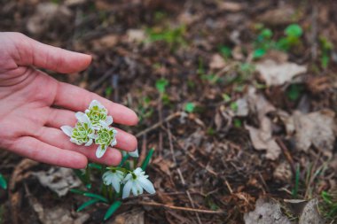 kardelen kadın elinde kapatın. bahar geliyor