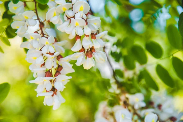 Rama Acacia Floreciente Acerca Primavera — Foto de Stock