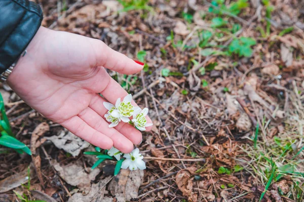 Snödroppar Kvinna Händer Närbild Våren Väg — Stockfoto