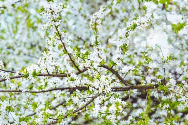Virágzó Alma Fehér Virágok Közelről Jön Tavasz — Stock Fotó