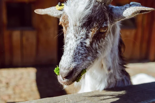 Cabra Cerca Vida Del Zoológico Agricultura — Foto de Stock