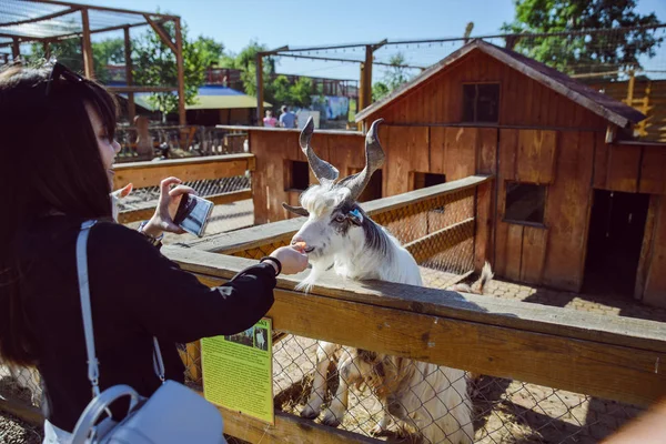 young woman feeding animals and taking picture. goat close up. zoo life. farming