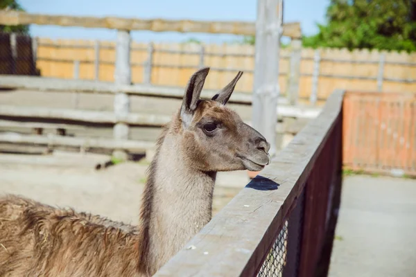 Lama Zoológico Cerca Día Soleado — Foto de Stock