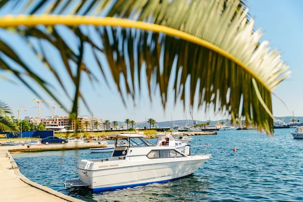 Jachten Tivat Baai Palmen Laat Voorzijde Zomertijd — Stockfoto