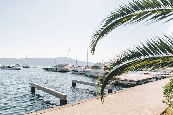 tivat defne yatlar. avuç içi açık üzerinde bırakır. Yaz saati