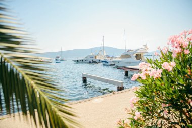 tivat defne yatlar. avuç içi açık üzerinde bırakır. Yaz saati